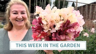 Weekly Garden Jobs: Deadheading, Sweet Peas & Plant Supports