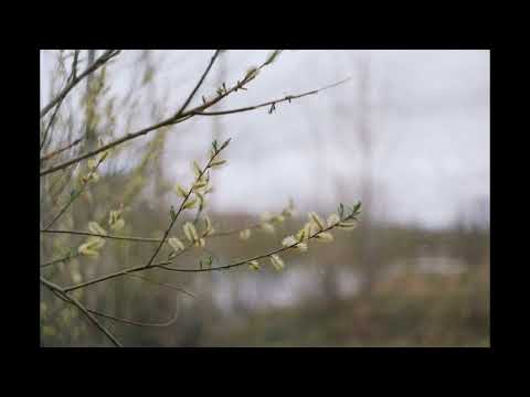 renewed - tiny moving parts/hot mulligan/midwest emo instrumental [free]