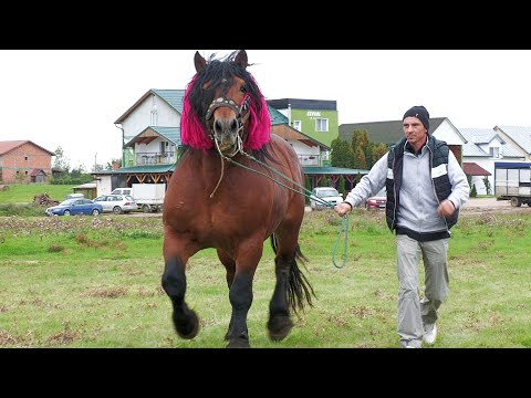 Armăsarul lui Cristi Petroaie de la Bodia - Salaj 2022