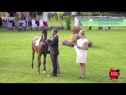 3 rd  place N.12 MT MANTRA - Ströhen 2017 C-Show - Junior Fillies Championship (Class 16)