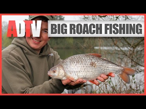 How To Catch Big Roach - Roach Fishing Rigs, Tips & Tactics