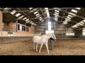 Bartha Horsetraining