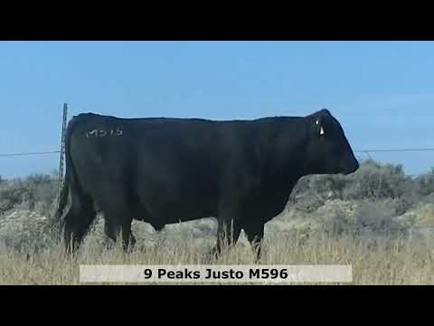 Lot 596 9 Peaks Justo M596