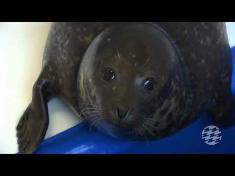 Marine Animal Rescue Program Video