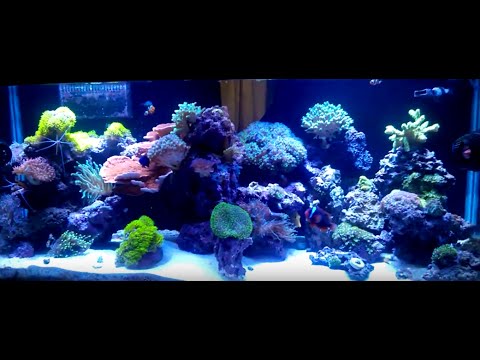 75 Gal reef tank November update