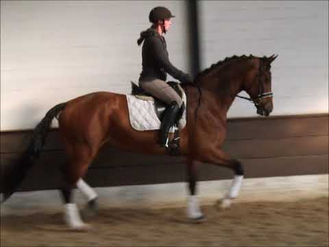 HELLA 8j. Hann. v. Heinrich Heine - White Star VB 6500,- Euro