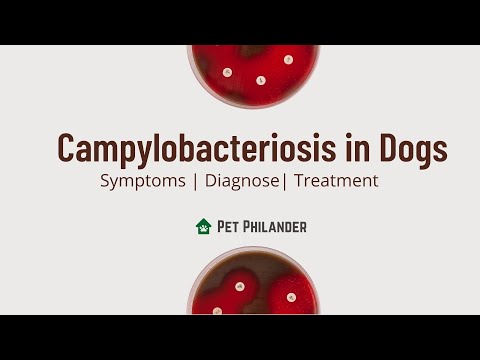 Campylobacteriosis in dogs  ! Pet Care