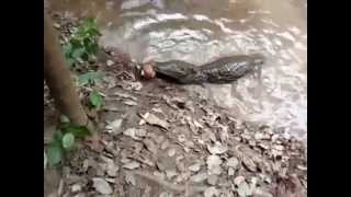 Crocodile kills an electric eel. *Eel uses Thunder Shock* Crocodile is paralyzed... and also dead.