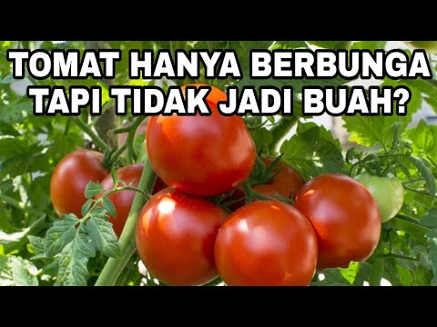, title : 'Penanggulangan Tomat Yg Hanya Berbunga Tapi Tak Jadi Buah'