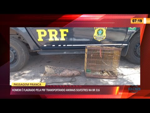 Homem é preso suspeito de caçar animais silvestres em Passagem Franca 16 07 2021
