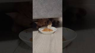 Download lagu #43 mp3