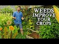 Why I Stopped Weeding the Garden | The BEST Weed Control Tip