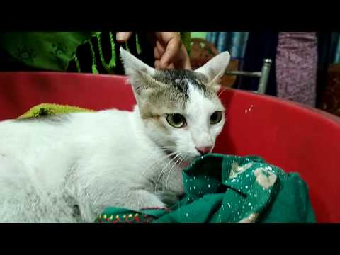Deshi Cat is the best @ Dr. Sagir's Pet Clinic 01912251312