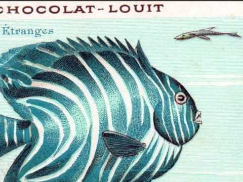 pourquoi la baleine n'est pas un poisson