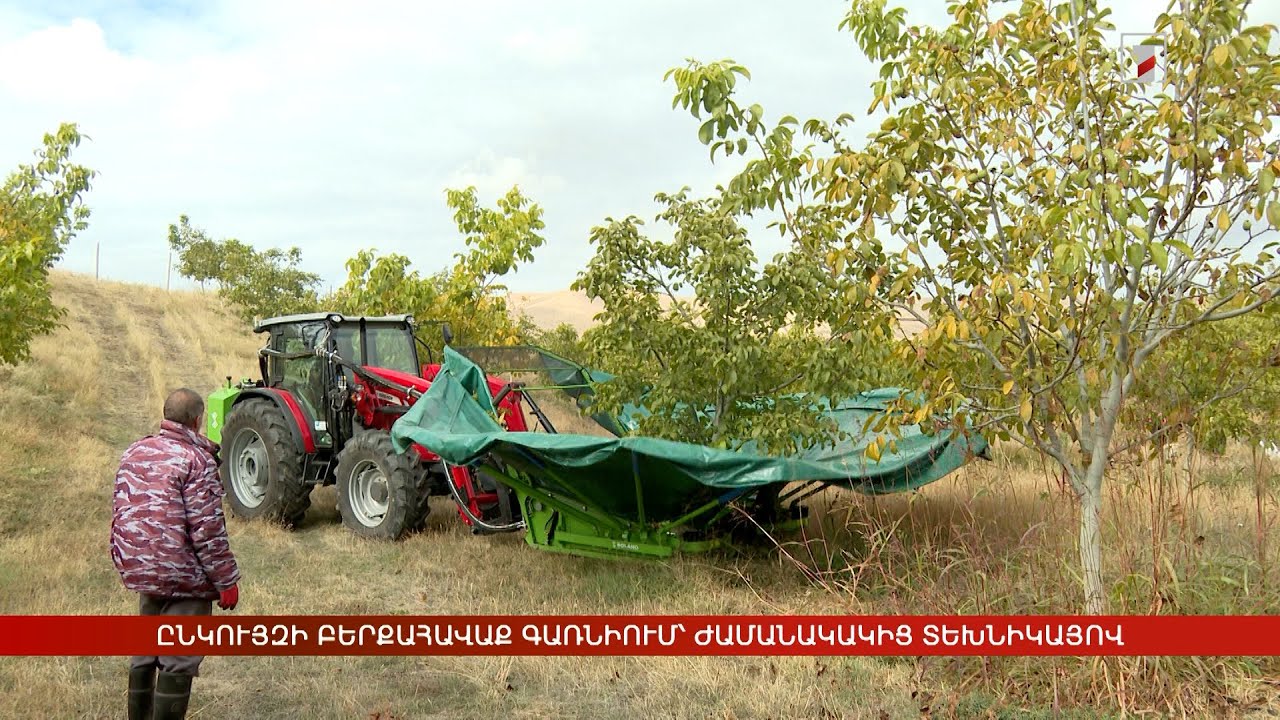 Ընկույզի բերքահավաք Գառնիում՝ ժամանակակից տեխնիկայով