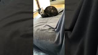 もう眠くて仕方ない猫