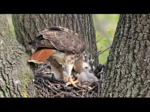 Red-tailed Hawk's nest
