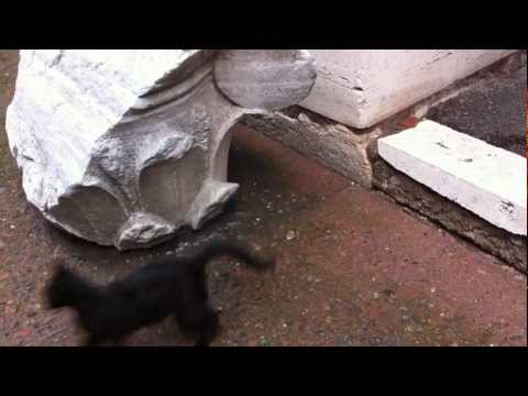 Colosseum Cat Playing With Rock