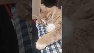 #猫 #可愛い猫 #cat