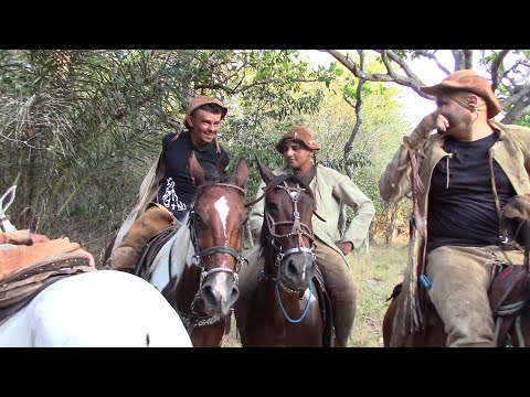 Pega de Boi No Mato, Nossa Conquista Coivaras-PI#boinamoita