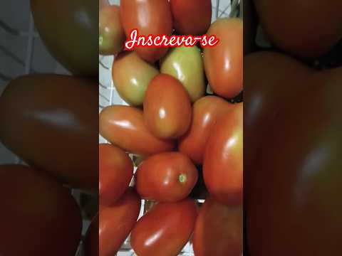 Tomates produzidos na região de Paty do Alferes RJ #patydoalferesrural #tomate #fruit #fruits #vida