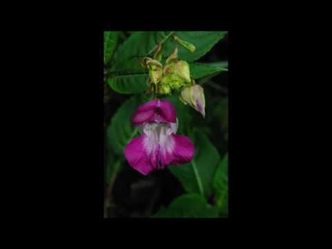 Ontario Wild Flower Slide how.wmv
