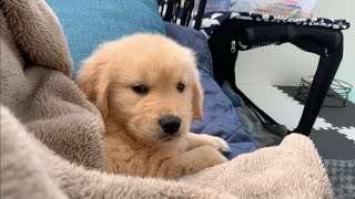 That isn't motivated on cold winter mornings, Here's a Golden Retriever puppy