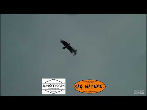 SAG NATURE srl - 6302001 Shotkam Corvidi