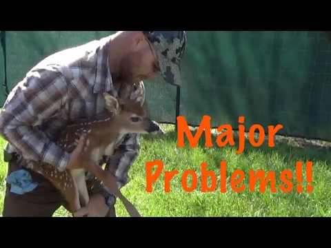 Whitetail Deer Farming "Major Problems " Video