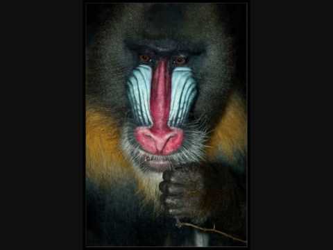 Marco V - Godd (Tyranoid vs Michael Strongstream Remix).wmv