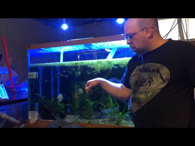 Shawn's 150 gallon planted, discus fish