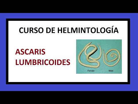 rossz lehelet evés után ok
