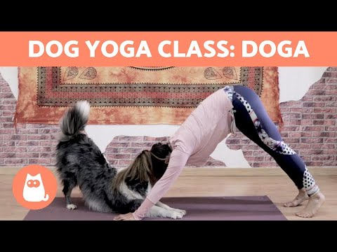 DOG YOGA Class: DOGA