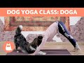 DOG YOGA Class DOGA