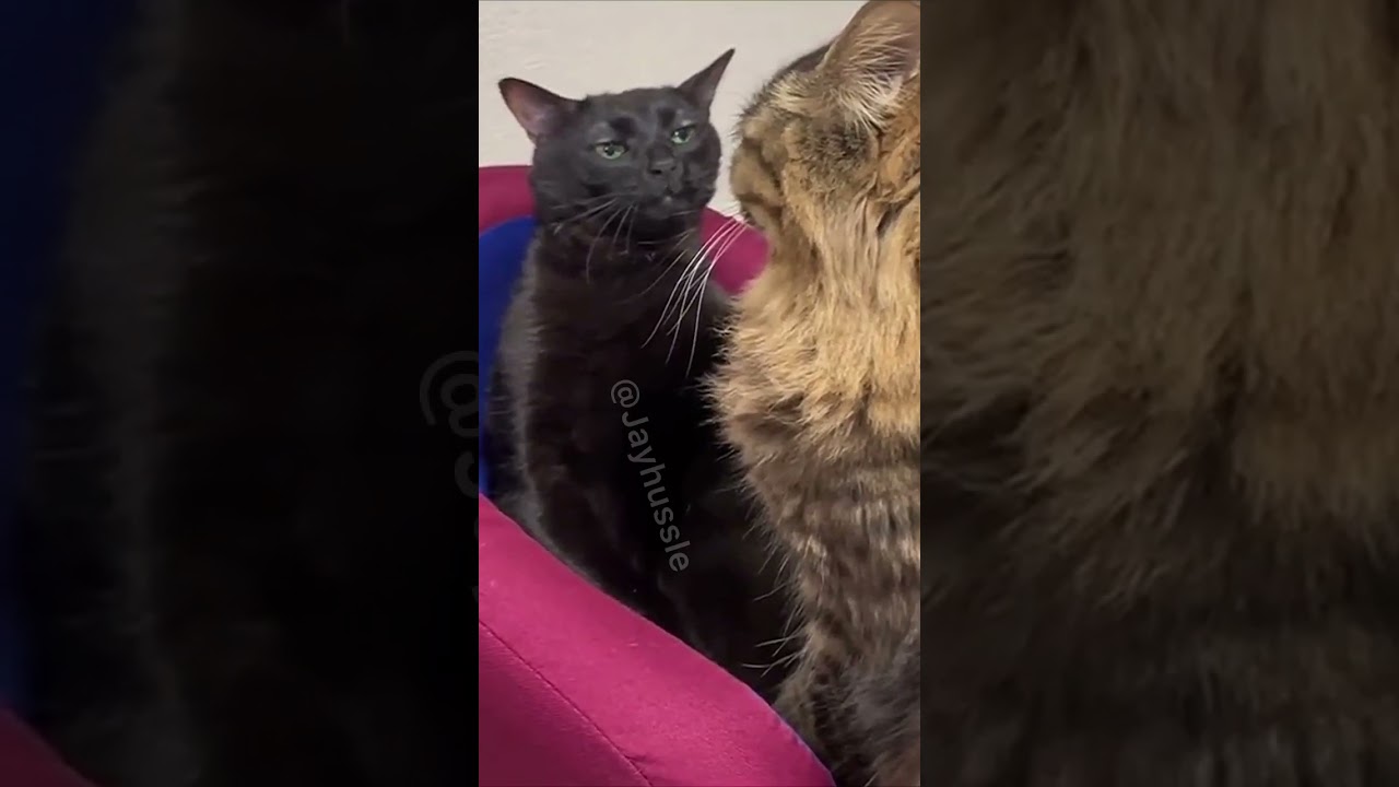 Black cat meme OG VIDEO