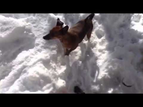 download lagu mp3 mp4 Dogs Paws Are Cold, download lagu Dogs Paws Are Cold gratis, unduh video klip Dogs Paws Are Cold