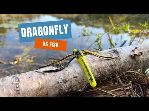 Do Fish Actually Eat Dragonflies? (TRASH or Hidden Gem)