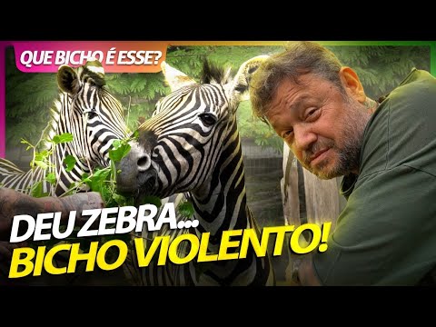 ENCARANDO ZEBRAS VIOLENTAS! | RICHARD RASMUSSEN