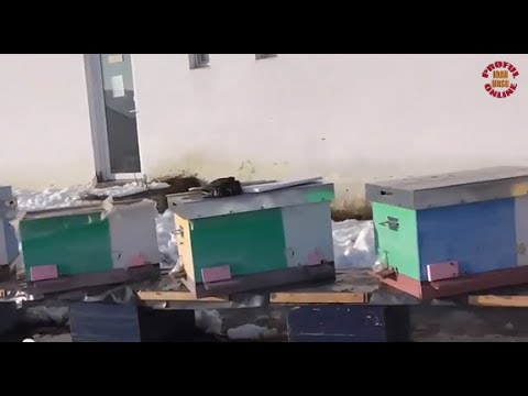 Iernatul stupilor - Hranirea albinelor iarna folosind anticamera din folie dubla fara pierde caldura