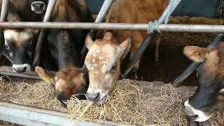 Ringworm in a Jersey dairy calf, a common cattle disease