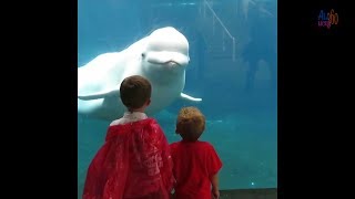 So Funny Kids And Zoo Animals
