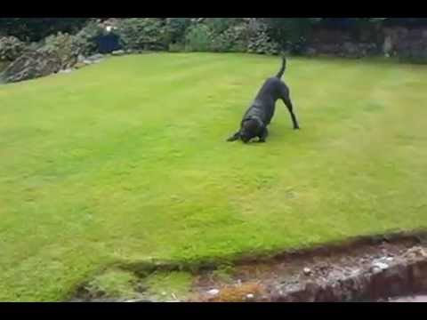 Tod and His Whippet Harem!