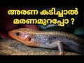 അരണയുടെ വിഷത്തിനു മരുന്നില്ലേ newvideo newyoutubevideo facts newfacts new susbcribe arana