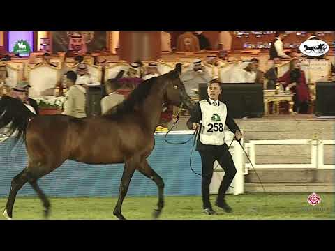 N 258 GHAZAL LNJ II   King Abdulaziz Arabian Horse Center Show 2021   Stallions 4 6 Years Old Class