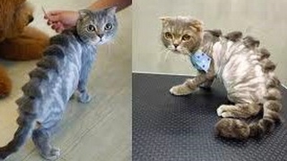 24 Ways to Tell If You Are The Crazy Cat Lady