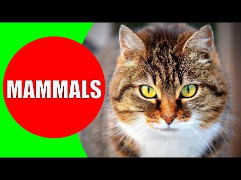 MAMMALS Names and Sounds for Kids to Learn | Learning Mammals for Kindergarten, School, Children