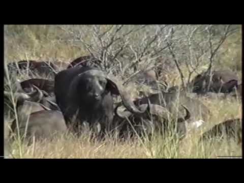 Biggest Buffalo Horns in Africa!