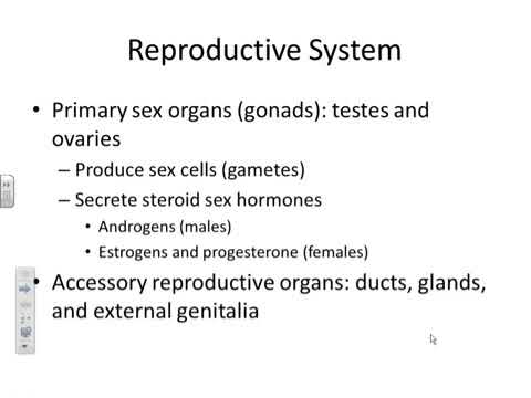 MALE REPRODUCTIVE SYSTEM
