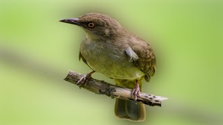 Download lagu Asian red-eyed bulbul mp3 Download lagu Asian red-eyed bulbul mp3