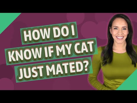 How do I know if my cat just mated?